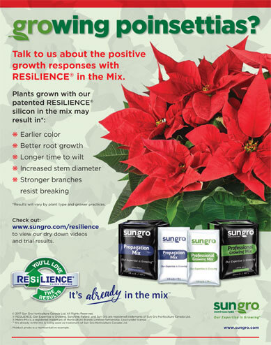 Image of poinsettia with text that says Resilience encourages positive growth responses