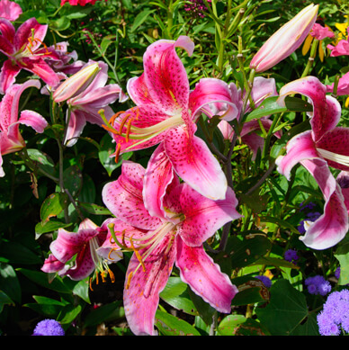 Perennials