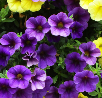 Annuals