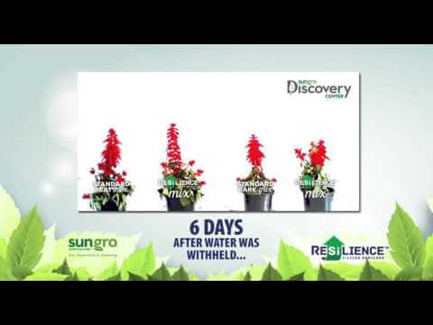 Salvia splendens Wilting