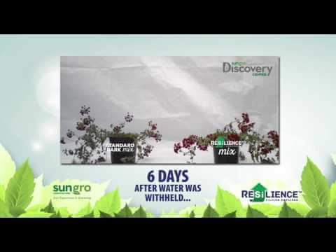 Verbena 4 Weeks After Transplant