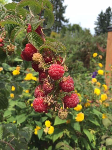 Summit Raspberries