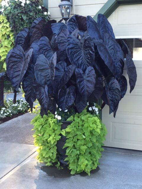 Elephant Ear