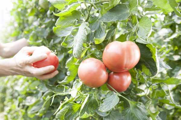 Picking ripe tomatoes