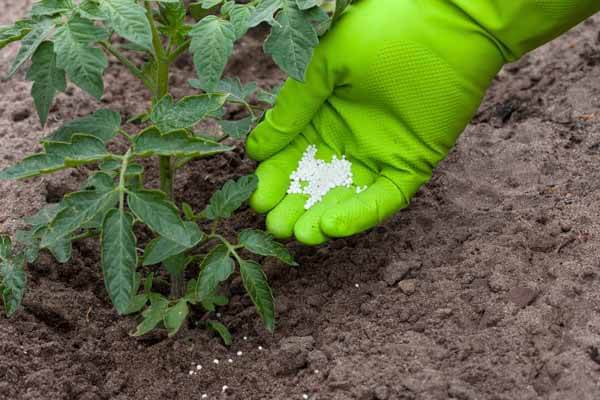 Fertilizer in green gloves