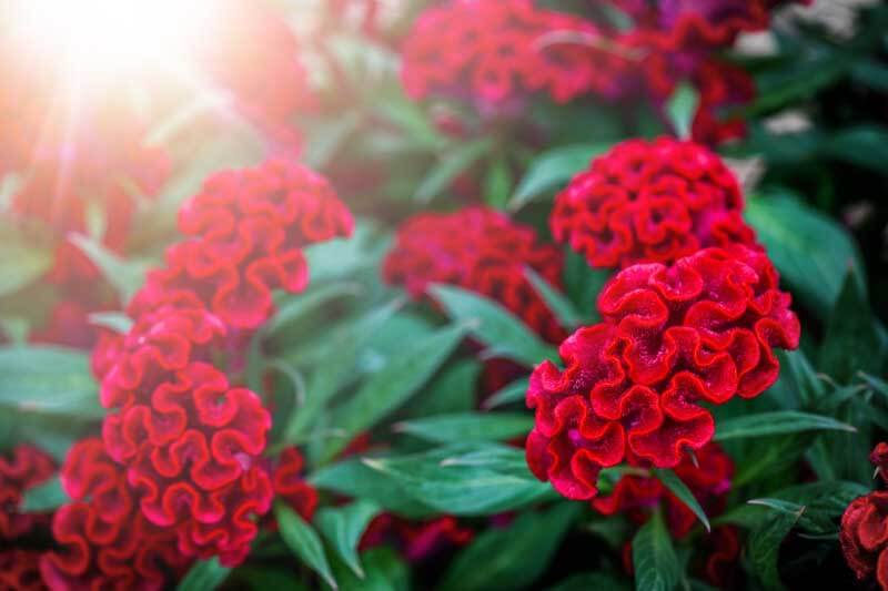 'Twisted Red' celosia