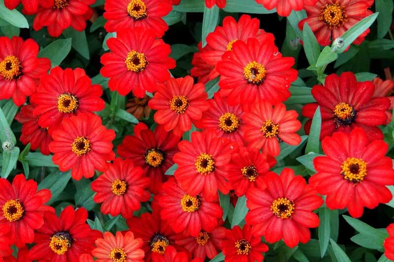 Zinnia 'Profusion Red' flowers