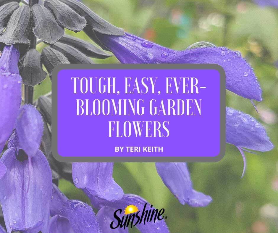 Tough, Easy, Ever-Blooming Garden Flowers Featured Image