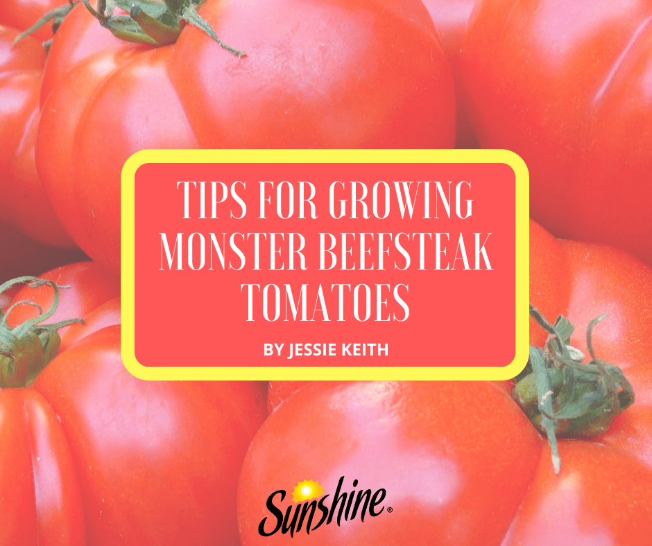 Tips for Growing Monster Beefsteak Tomatoes Featured Image