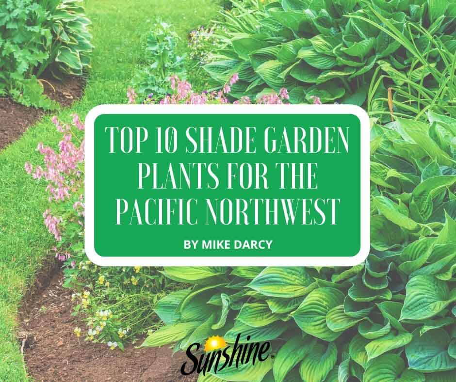 Top 10 Shade Garden Plants for the Pacific Northwest Featured Image