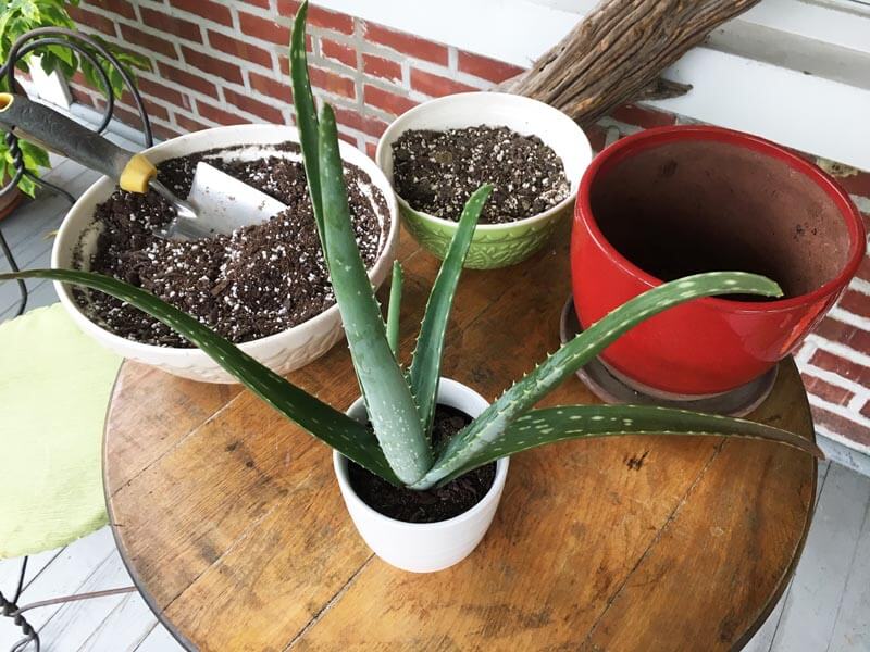 Potted aloe and empty red pot