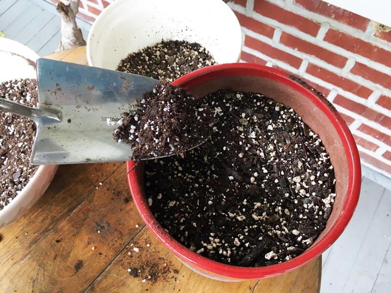 Red pot with potting mix and perlite