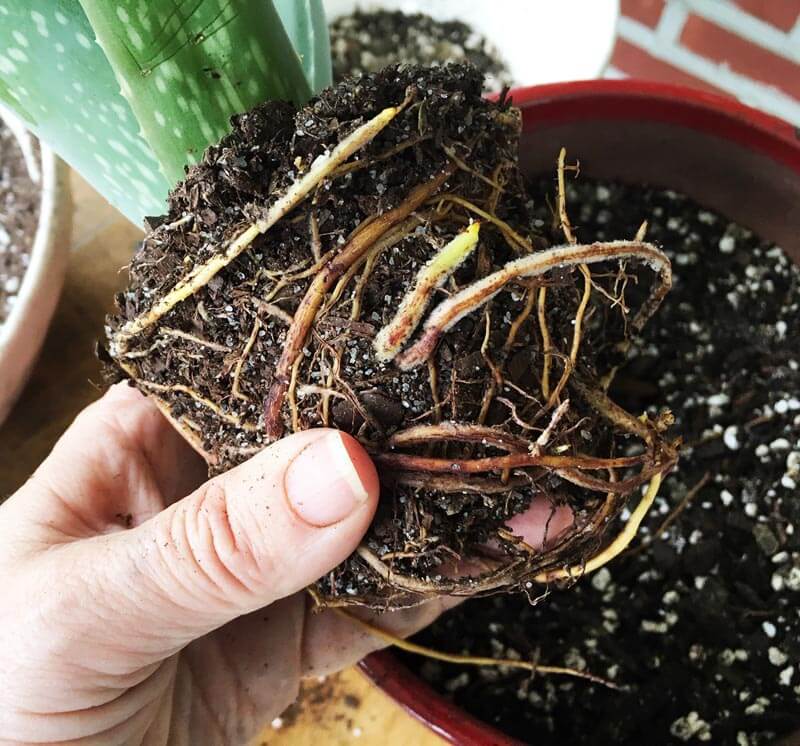 Aloe roots