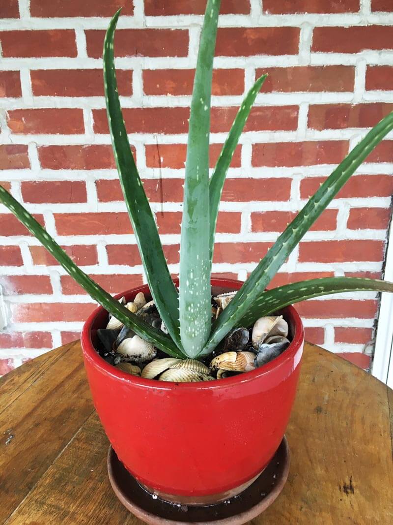 Aloe with shells of pebbles in red pot