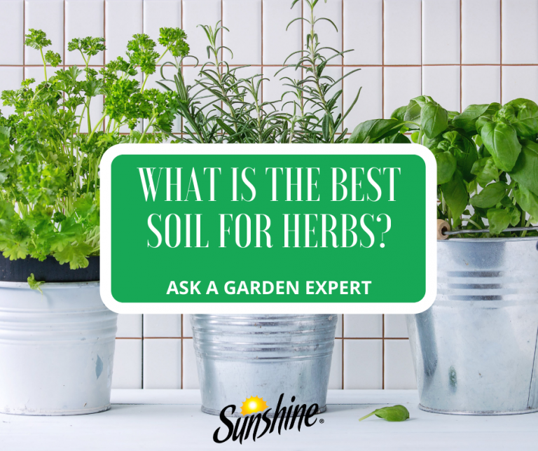 What is the Best Soil for Herbs? Sunshine