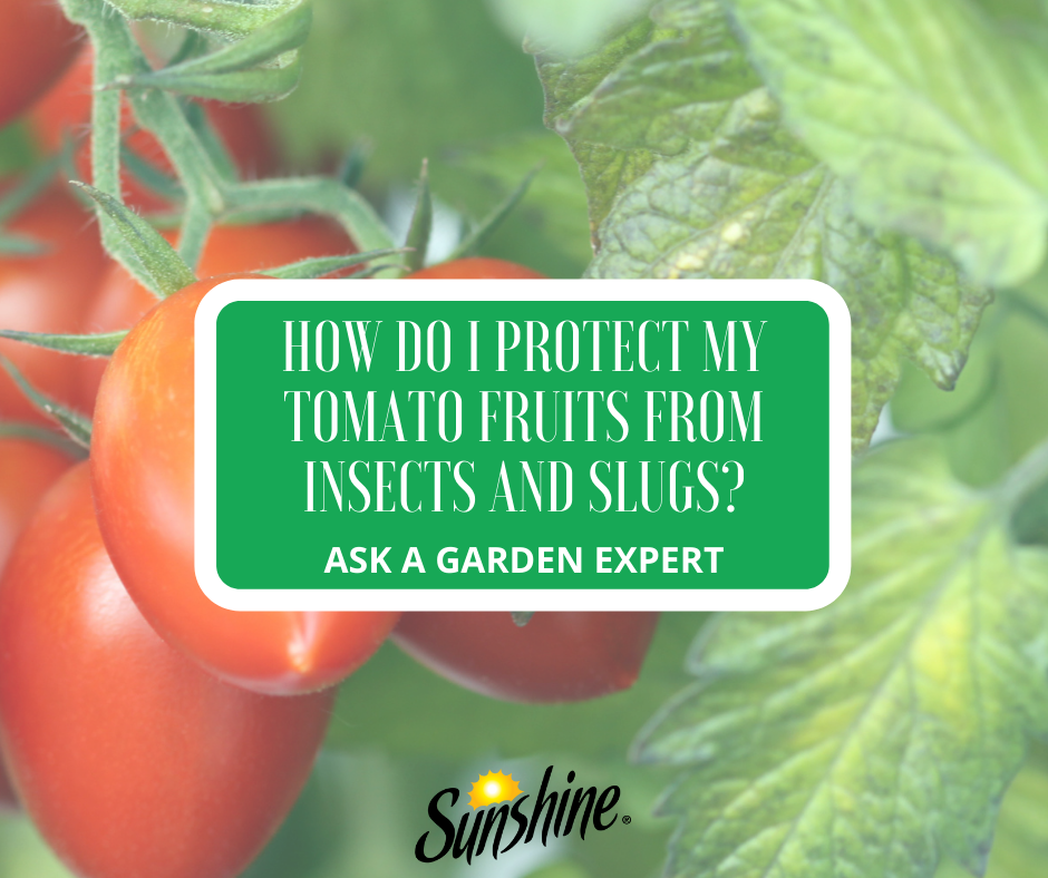 How Do I Protect My Tomato Fruits from Insects and Slugs?